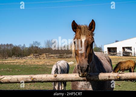 Horse close-up at the old stable. Groomed horses behind the fence. Horizontal photo. Stock Photo