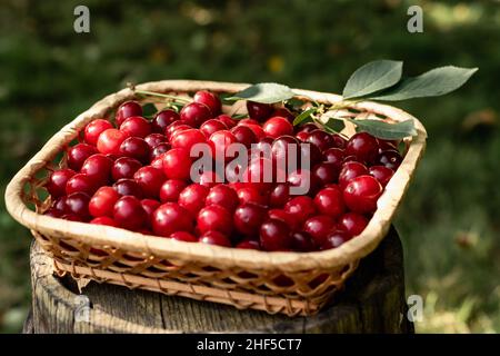 Gardening, harvesting. Cherries collected in a basket. Horizontal photo. Stock Photo
