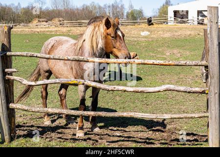 Horses in the pasture behind the fence. Groomed horses in an old stable. Horizontal photo. Stock Photo