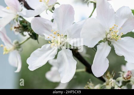 Close-up of flowers of a blooming apple tree on a branch. Horizontal photo. Stock Photo
