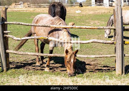 Groomed horses in an old stable. Horses in the pasture behind the fence. Horizontal photo. Stock Photo