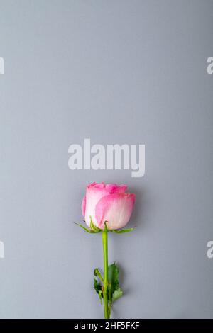 Overhead view of fresh pink rose isolated on gray background, copy space Stock Photo