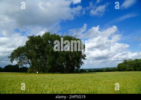 Copse of trees in field of barley near Tudeley in early summer, Kent, England Stock Photo