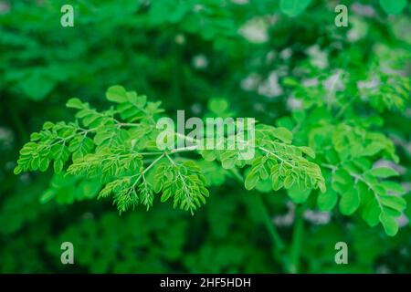 Moringa leaves in closeup: is  rich in vitamins and iron, and popular remedy for diabetes and cancer. Copy space. Selective focus. Stock Photo