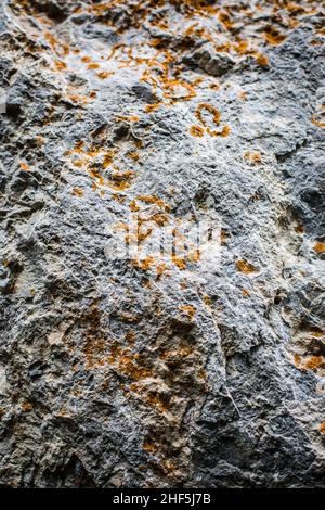 Close shot of a limestone rock, with some plants growing on it. Stock Photo
