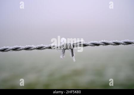 Frozen Barbed wire isolated from background Stock Photo