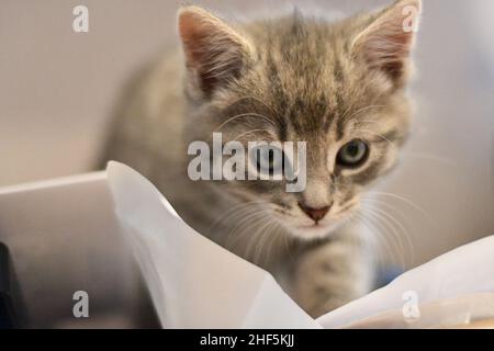 A beautiful, cute, fluffy, light grey, gray, tabby kitten, domestic cat, Felis catus Stock Photo