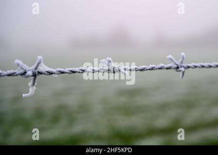 Frozen Barbed wire isolated from background Stock Photo