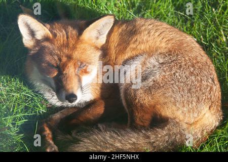 London, 14 January 2022: A dog fox takes a nap and grooms his fur on a lawn in a garden in Clapham as the south of England enjoys several days of sunny weather. He has several bite-marks on his legs, indicating a battle for territory is stillin progress, but he has been seen regularly in the garden and using a den so has perhaps claimed the garden for himself. Anna Watson/Alamy Live News Stock Photo