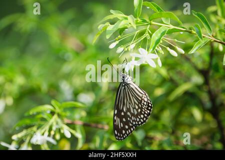 Beautiful butterflies in a park in Ho Chi Minh City Stock Photo