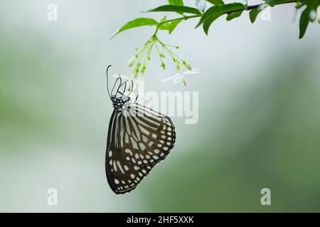 Beautiful butterflies in a park in Ho Chi Minh City Stock Photo