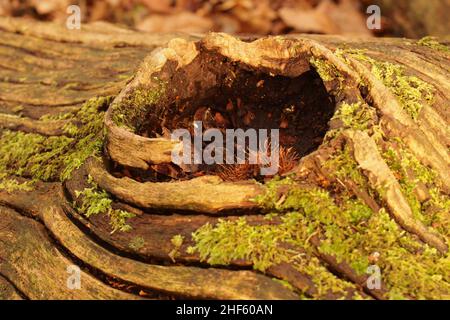A fallen dead oak tree trunk showing a section with a hole where a branch would have grown from and snapped off surrounded by lichen Stock Photo