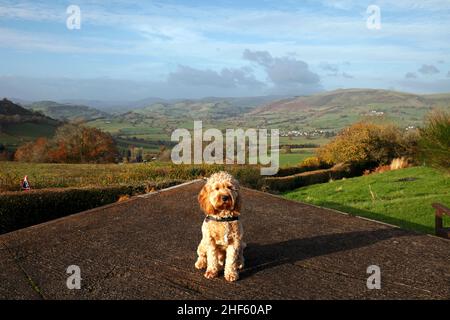A cockapoo sitting in front of the Berwyn Mountain range, a range of mountains on the England and Wales border above Oswestry. Ceiriog Valley view. Stock Photo