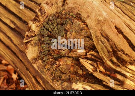 A fallen dead oak tree trunk showing a section with a hole where a branch would have grown from and snapped off Stock Photo