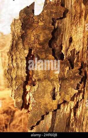 Looking at a dead oak tree trunk which has been bored with many insect holes and showing the way the bark has come away from the wood underneath Stock Photo