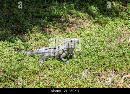 wild big lizard in Key Biscane Stock Photo