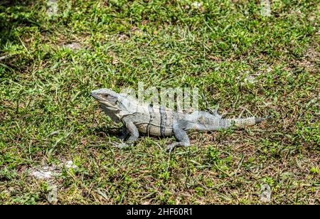 wild big lizard in Key Biscane Stock Photo