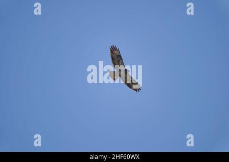 Buteo or Buzzard, fairly large raptors with a robust body and broad wings, soaring high in the blue sky looking for prey Stock Photo