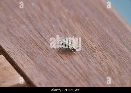 close up of a small and hairy jumping spider sitting on a wooden surface Stock Photo