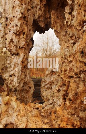 Looking through a large hole in a tree trunk which has been bored with many insect holes and showing a piece of honeycomb at the bottom of the hole Stock Photo