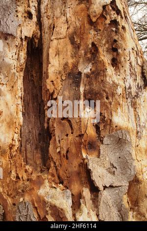 Looking at a dead oak tree trunk which has been bored with many insect holes and showing the way the bark has come away from the wood underneath Stock Photo