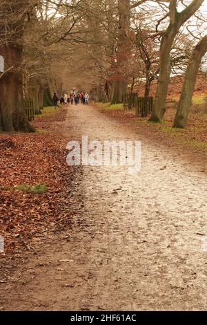 A view looking up an avenue of trees on a winter time bank holiday with a group of  families walking down towards the camera on the muddy path Stock Photo