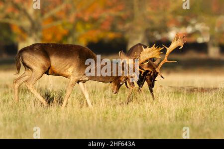 Two fallow deer (dama dama) stags fighting against each other during rutting season in autumn, UK.