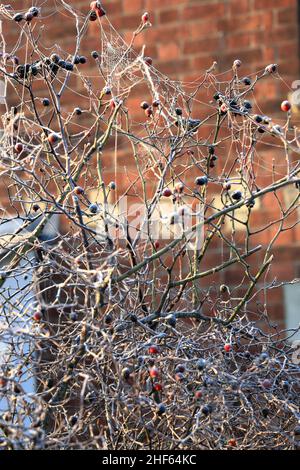 Frozen and frost covered spider's webs on a tree with red berries on a cold morning in winter Stock Photo