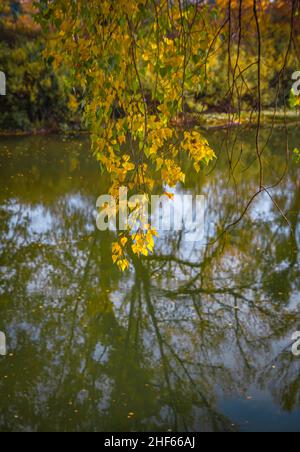 Branches with yellow birch leaves hang over the river.Falling leaves over the river Stock Photo