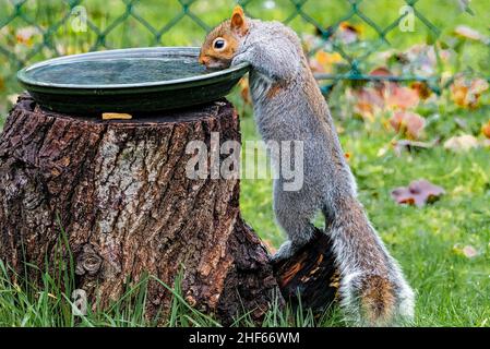 grey squirrel drinking from a bird bath Stock Photo