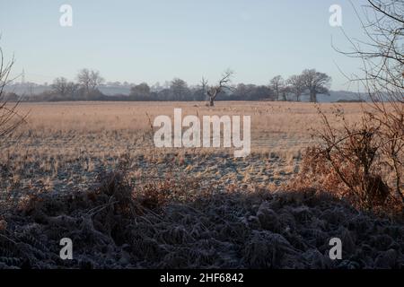 Sheep grazing in a field on a cold, frosty winter's morning, UK Stock Photo