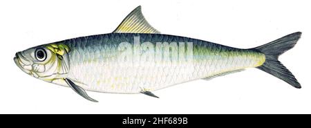 sardina-pilchardus-gervais-