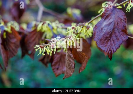 Yellow witch-hazel Hamamelis x intermedia 'Pallida' in flower with brown leaves in RHS Garden, Wisley, Surrey in winter Stock Photo
