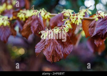 Yellow witch-hazel Hamamelis x intermedia 'Pallida' in flower with brown leaves in RHS Garden, Wisley, Surrey in winter Stock Photo