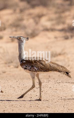 Kori Bustard in the Kgalagadi Stock Photo