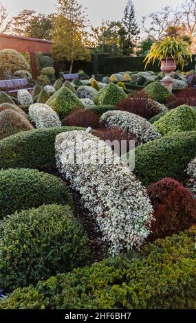 Clipped and sculpted hedges and shrubs in the Walled Gardens, RHS Garden, Wisley, Surrey in winter Stock Photo