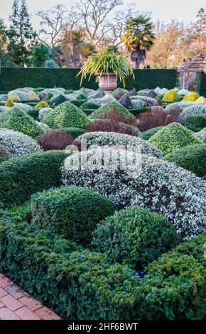 Clipped and sculpted hedges and shrubs in the Walled Gardens, RHS Garden, Wisley, Surrey in winter Stock Photo