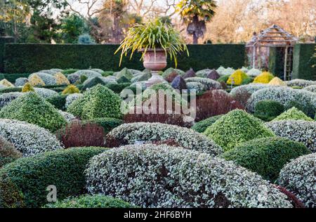 Clipped and sculpted hedges and shrubs in the Walled Gardens, RHS Garden, Wisley, Surrey in winter Stock Photo