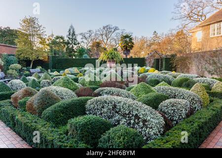 Clipped and sculpted hedges and shrubs in the Walled Gardens, RHS Garden, Wisley, Surrey in winter Stock Photo