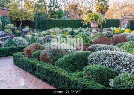 Clipped and sculpted hedges and shrubs in the Walled Gardens, RHS Garden, Wisley, Surrey in winter Stock Photo