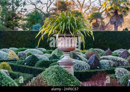 Terracotta urn and clipped and sculpted hedges and shrubs in the Walled Gardens, RHS Garden, Wisley, Surrey in winter Stock Photo