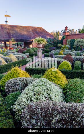 Clipped and sculpted hedges and shrubs in the Walled Gardens, RHS Garden, Wisley, Surrey in winter Stock Photo