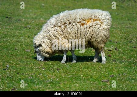 Grazing Texel sheep,  marshland on the North Sea coast,  Schleswig-Holstein,  Germany Stock Photo