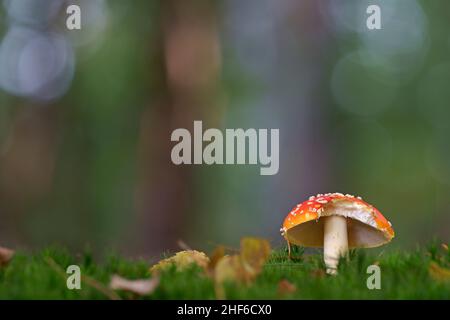 Fly agaric (Amanita muscaria) in the autumn forest Stock Photo