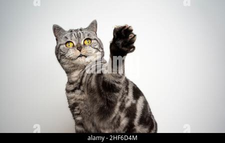 silver tabby british shorthair cat playing raising paw on white background Stock Photo