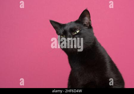 black cat making angry face showing teeth on pink background, Stock image