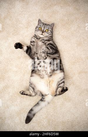 playful silver tabby british shorthair cat lying on back on carpet looking up at camera Stock Photo