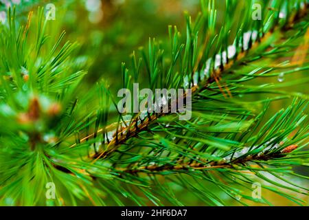 Snow remnants on a young pine tree in the forest,  very shallow depth of field,  beautiful soft bokeh Stock Photo