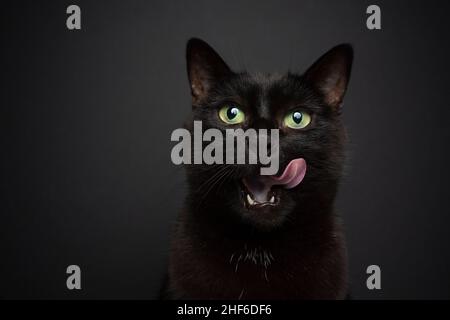 hungry black cat on black background licking lips looking at camera with copy space