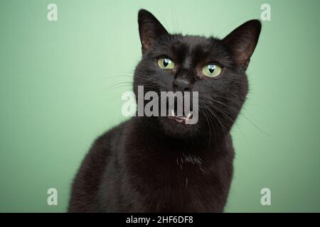 black domestic cat with green eyes meowing portrait on green background Stock Photo